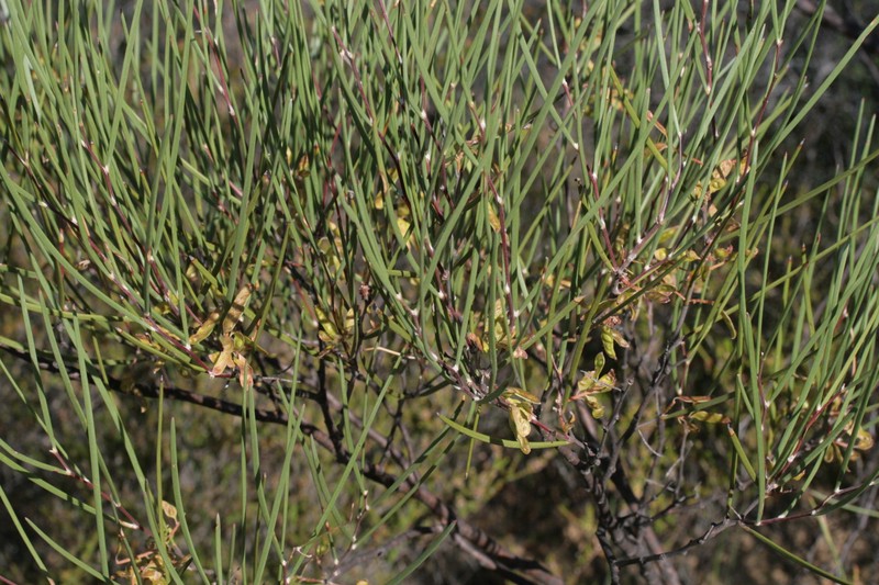 Acacia stereophylla var. cylindrata photo 2