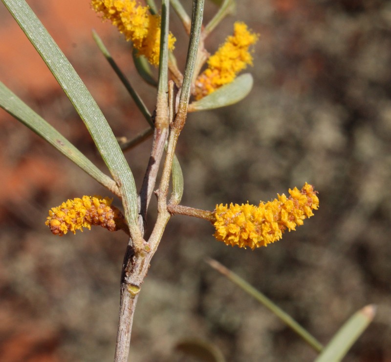 Acacia stereophylla var. stereophylla photo 3