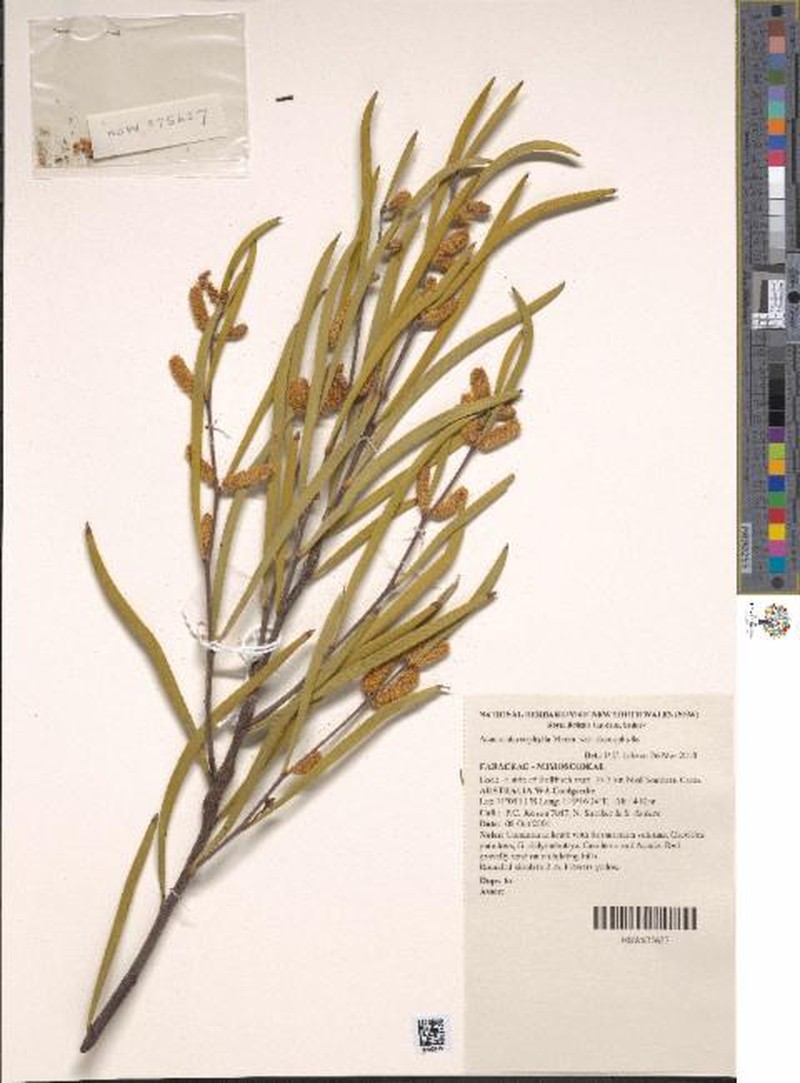 Acacia stereophylla var. stereophylla photo 4