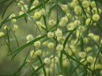Acacia stictophylla