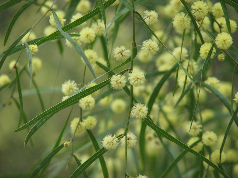 Acacia stictophylla