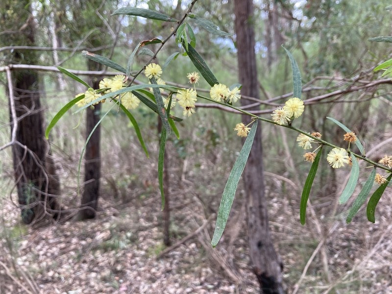 Acacia stictophylla photo 2