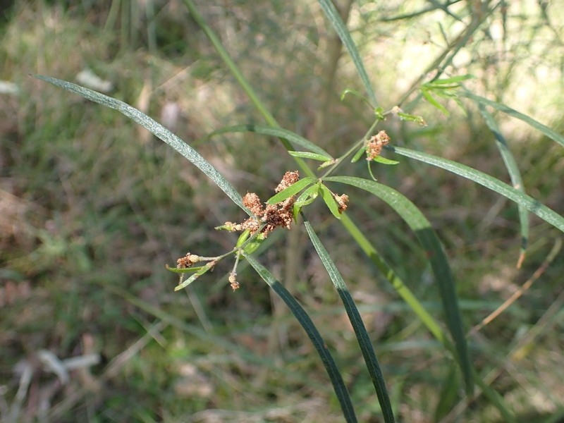 Acacia stictophylla photo 3