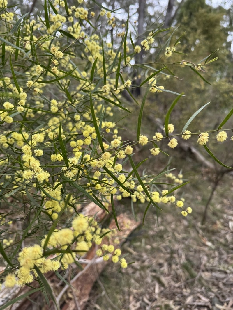 Acacia stictophylla photo 4
