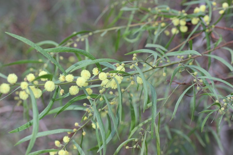 Acacia stictophylla photo 5