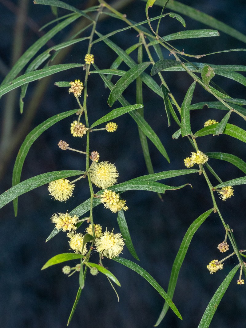 Acacia stictophylla photo 6