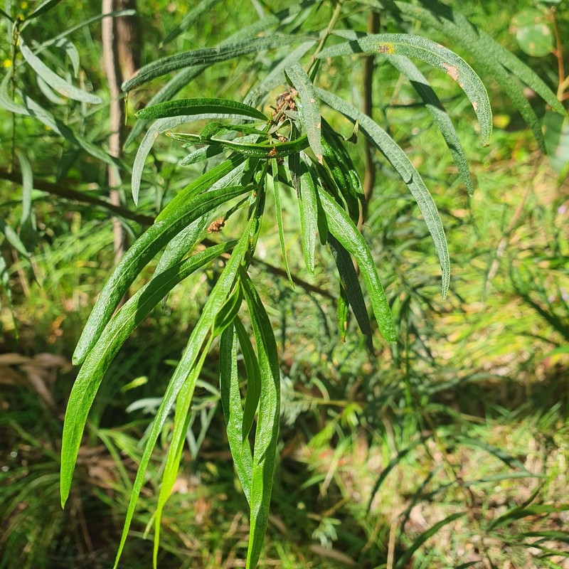 Acacia stictophylla photo 7