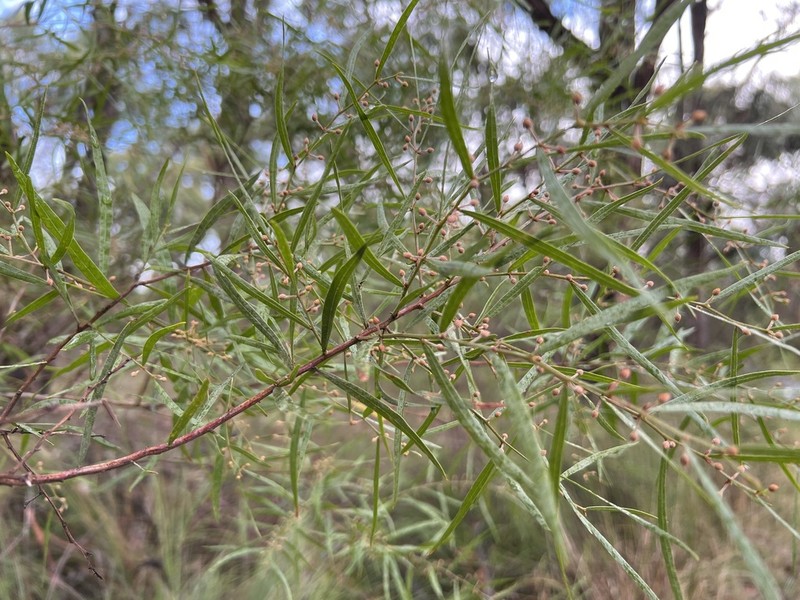 Acacia stictophylla photo 8