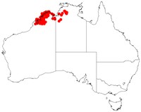 Acacia stigmatophylla