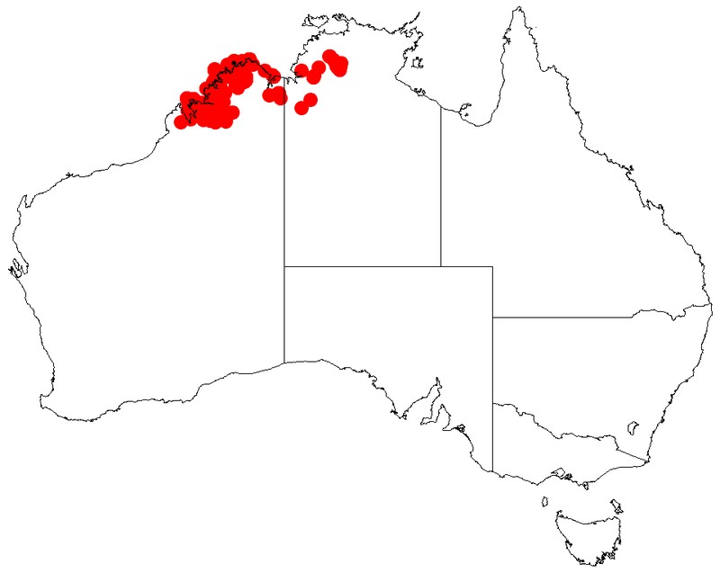 Acacia stigmatophylla