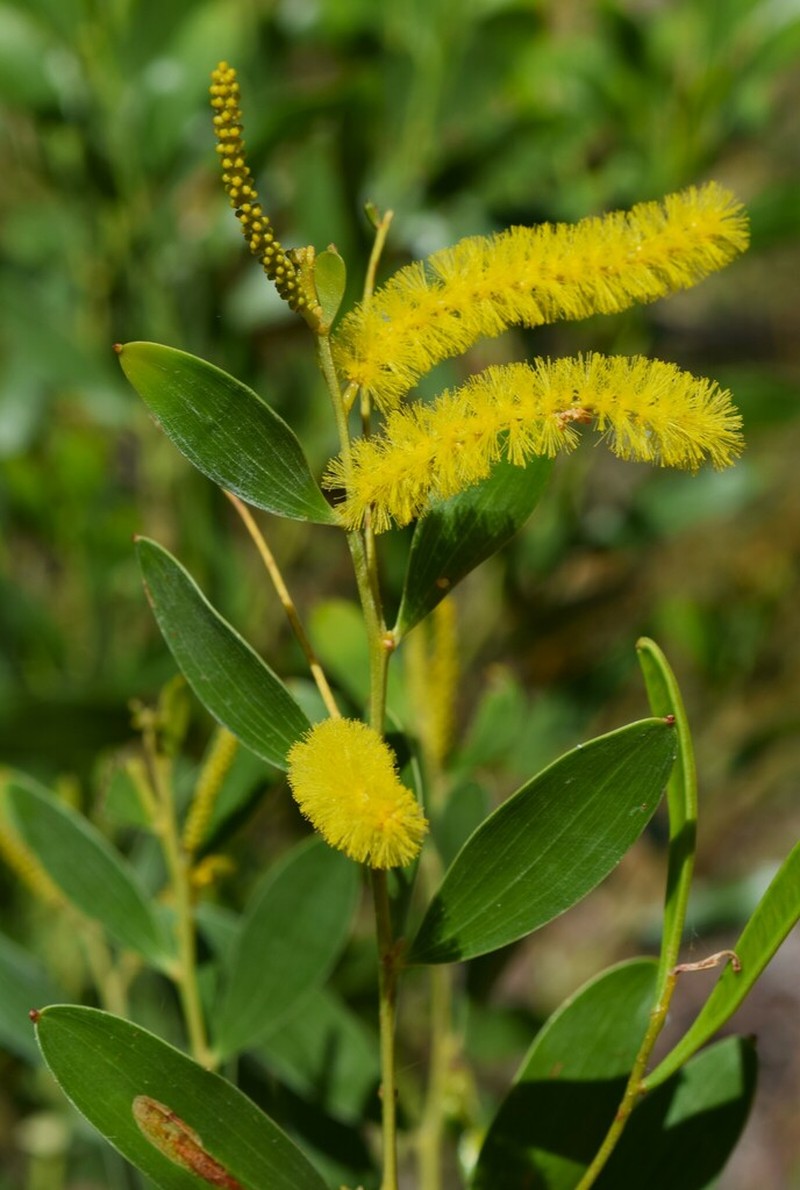 Acacia stigmatophylla photo 2