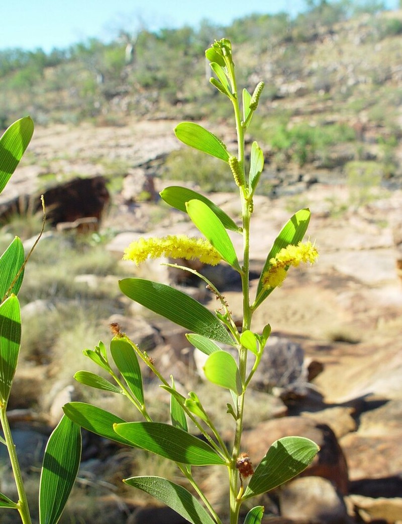 Acacia stigmatophylla photo 3