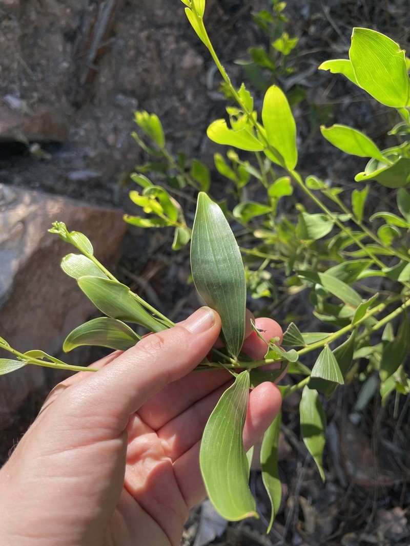 Acacia stigmatophylla photo 4