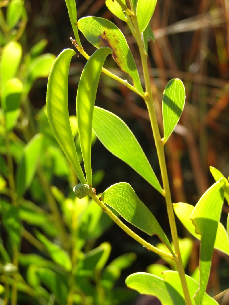 Acacia stigmatophylla photo 5