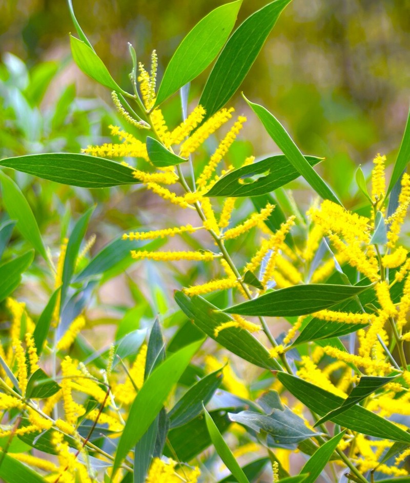 Acacia stigmatophylla photo 6