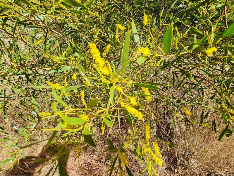 Acacia stigmatophylla photo 7