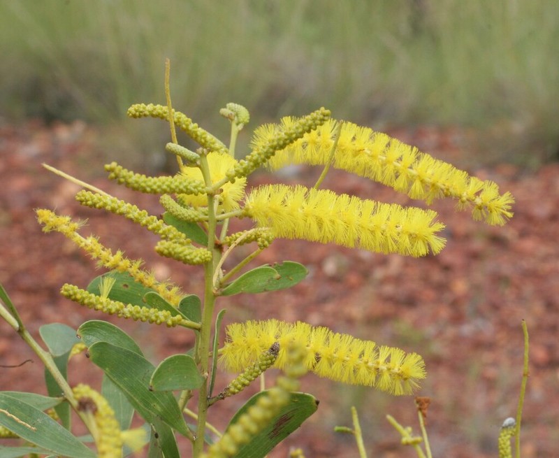 Acacia stigmatophylla photo 8
