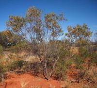 Acacia stipuligera