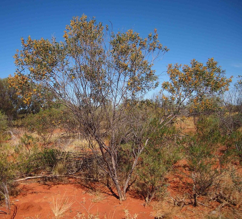 Acacia stipuligera