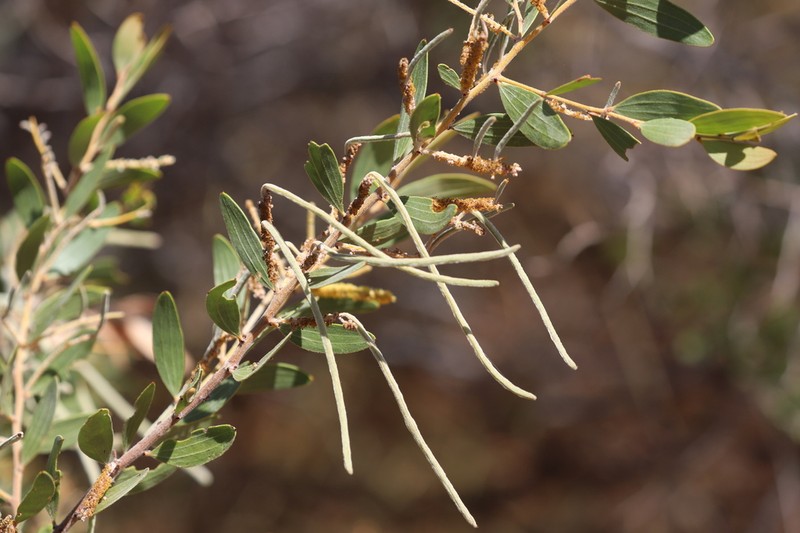 Acacia stipuligera photo 2