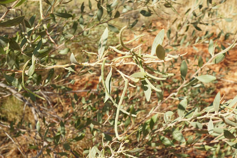 Acacia stipuligera photo 3