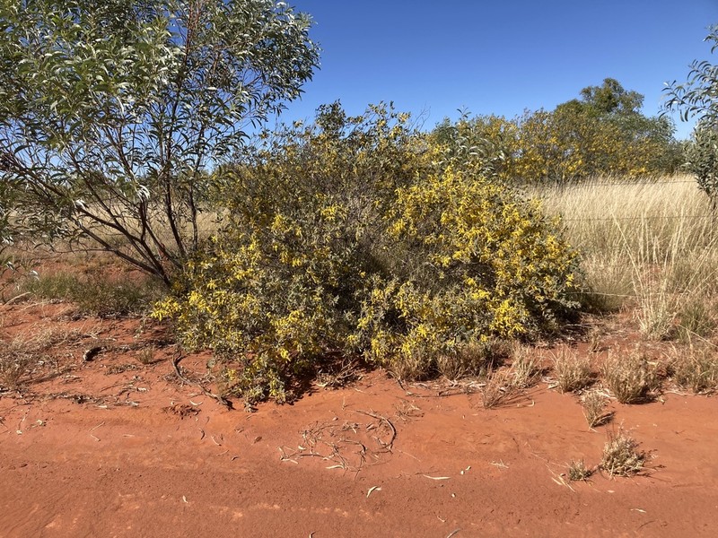 Acacia stipuligera photo 4