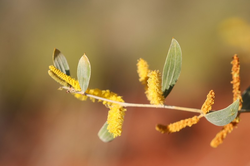Acacia stipuligera photo 5
