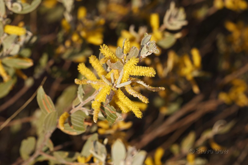 Acacia stipuligera photo 6