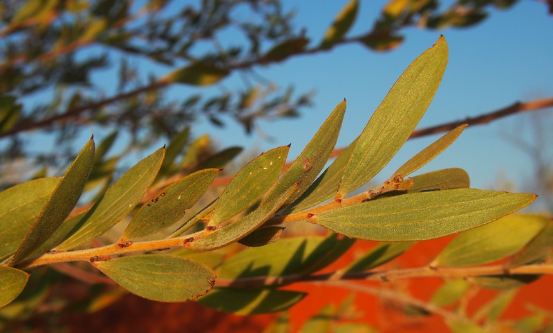 Acacia stipuligera photo 7