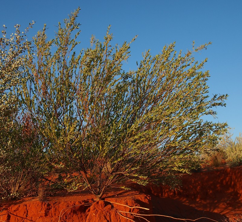 Acacia stipuligera photo 8