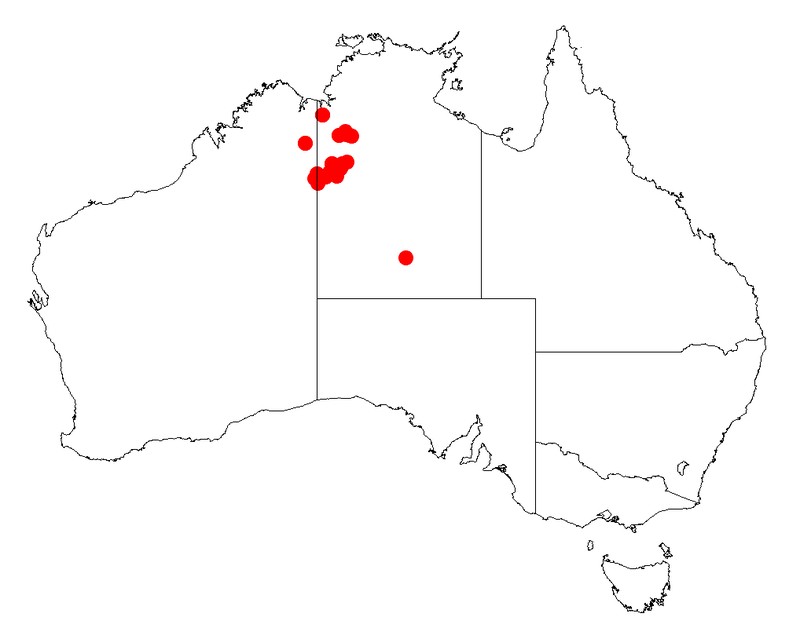 Acacia stipulosa