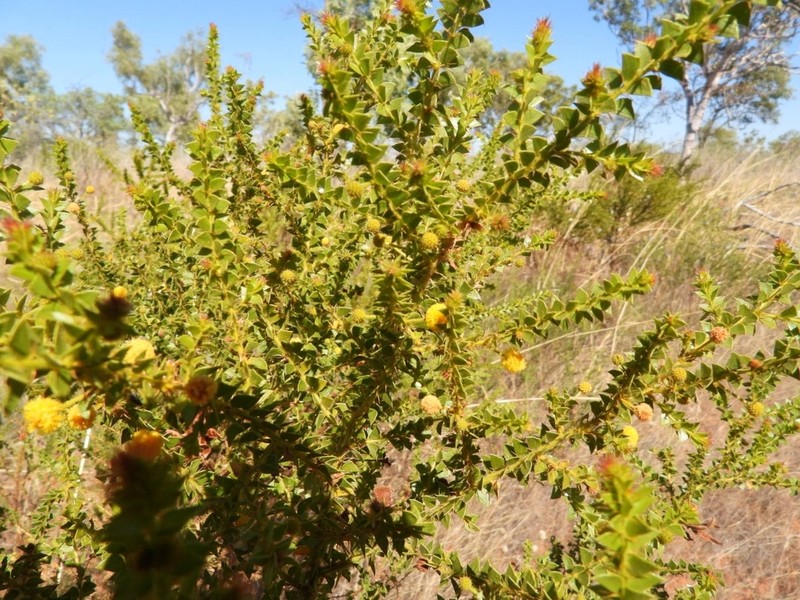 Acacia stipulosa photo 2