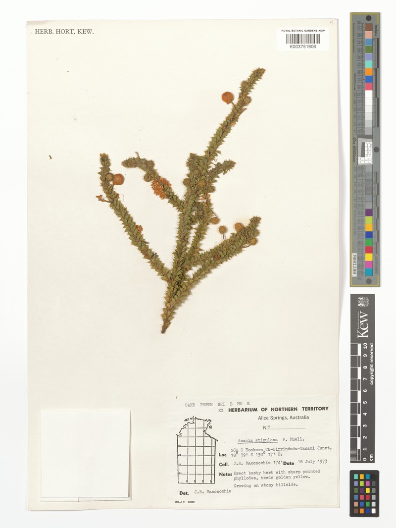 Acacia stipulosa photo 4
