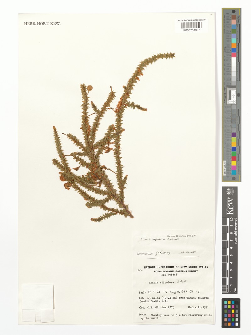 Acacia stipulosa photo 5