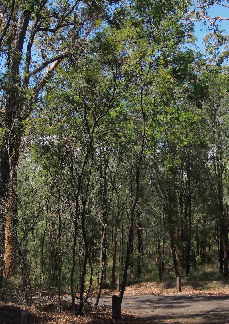 Acacia storyi