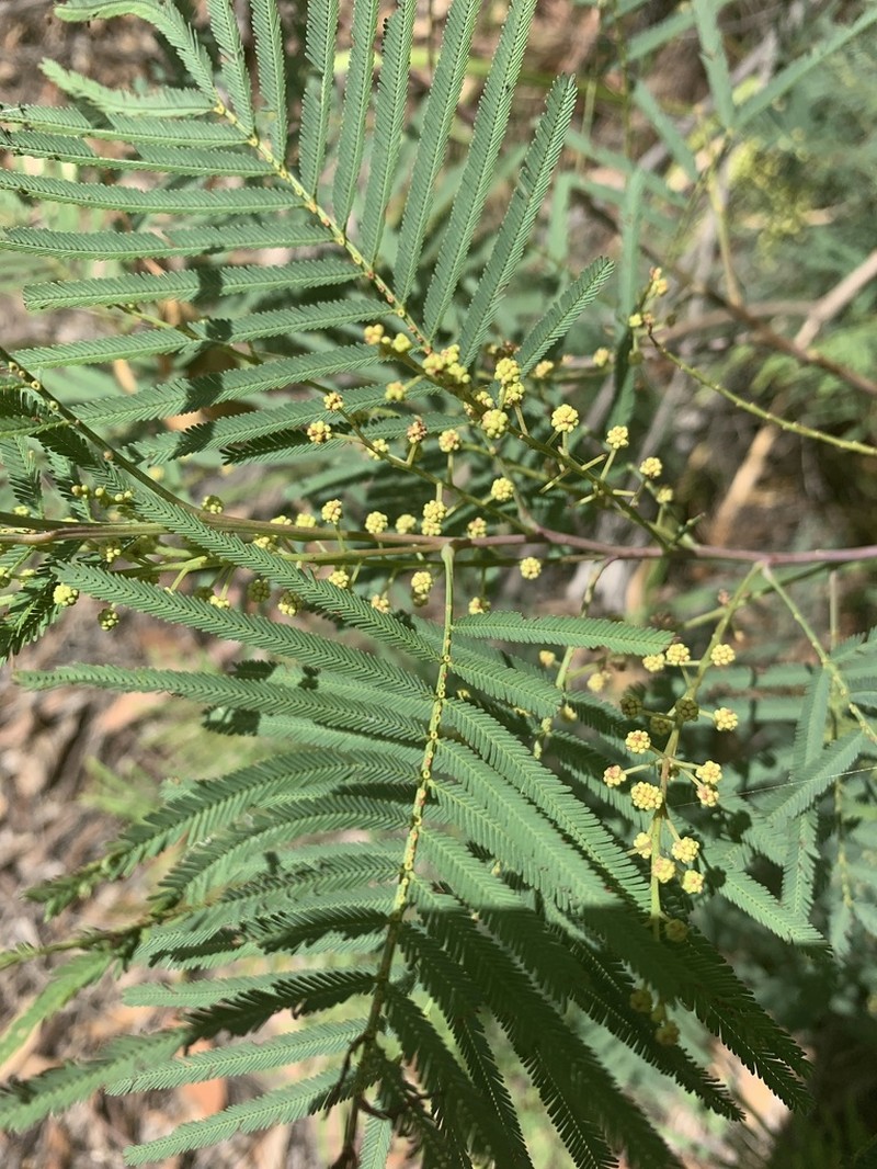 Acacia storyi photo 2