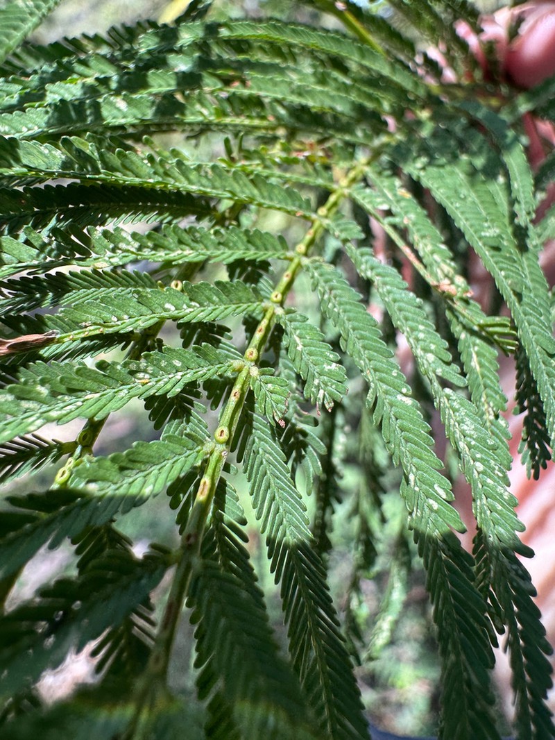 Acacia storyi photo 3