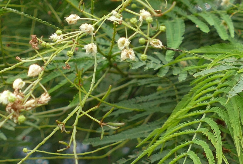 Acacia storyi photo 4