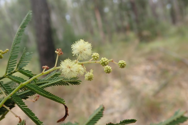 Acacia storyi photo 5