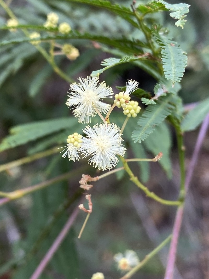 Acacia storyi photo 6