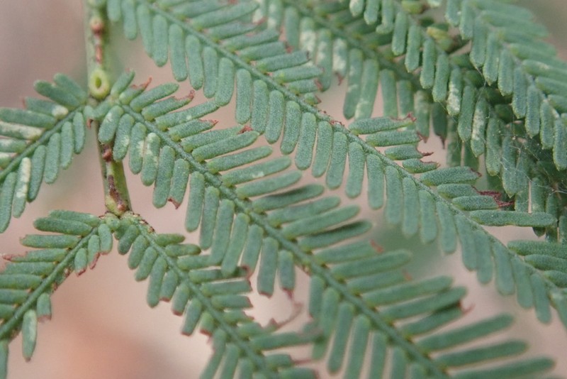 Acacia storyi photo 7