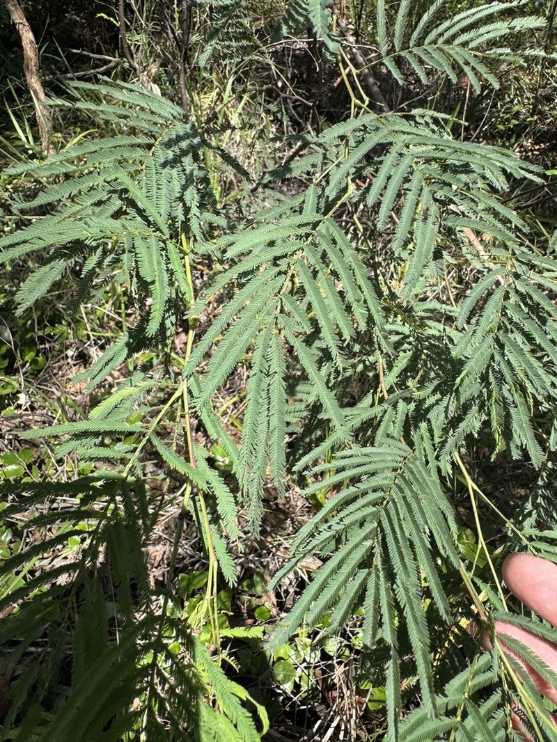 Acacia storyi photo 8