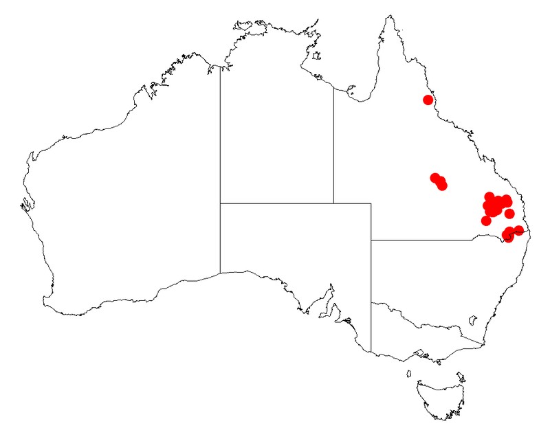 Acacia striatifolia