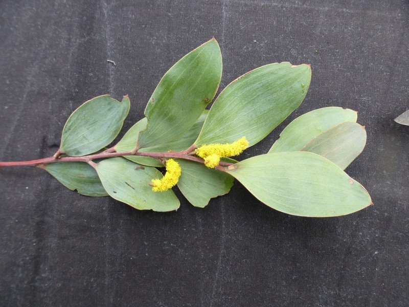 Acacia striatifolia photo 3