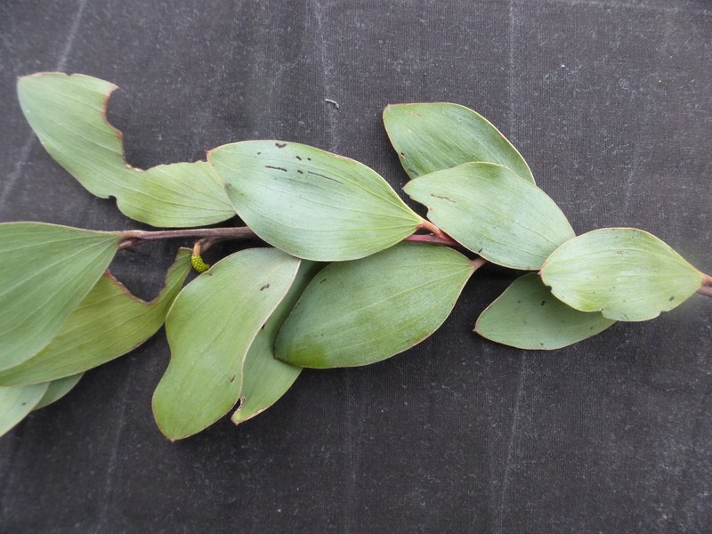 Acacia striatifolia photo 5