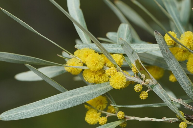Acacia stricta photo 3