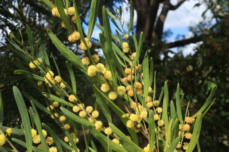 Acacia stricta photo 5