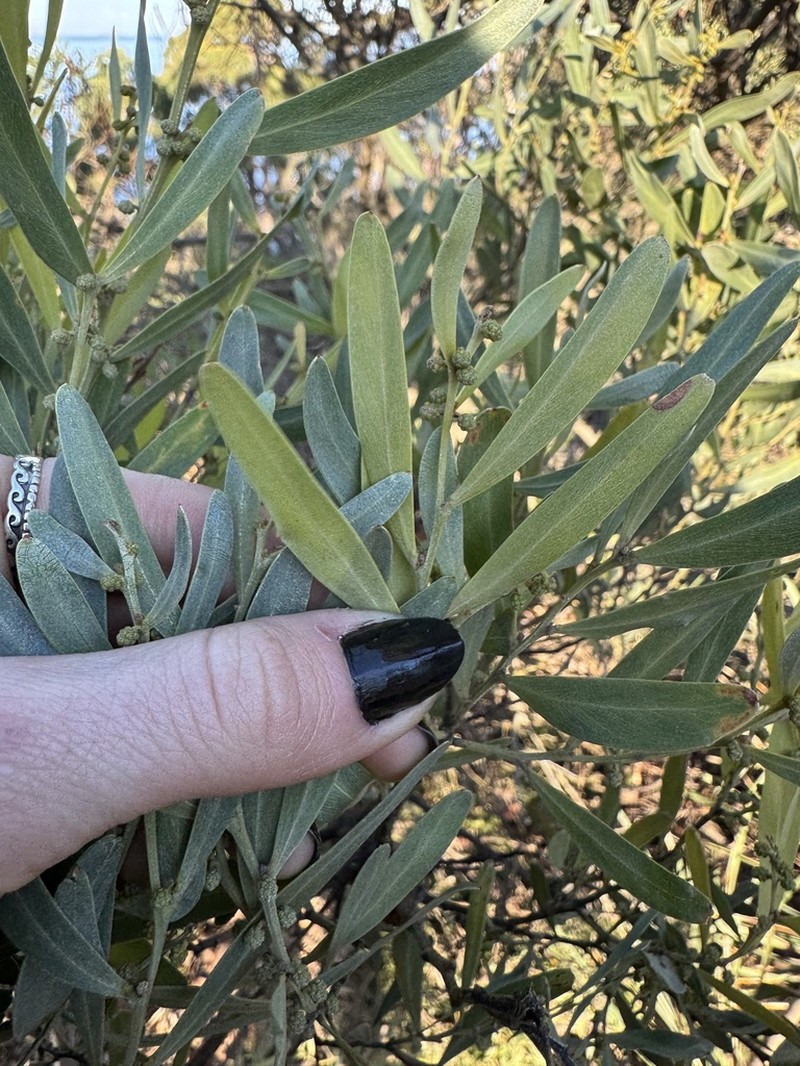 Acacia stricta photo 6