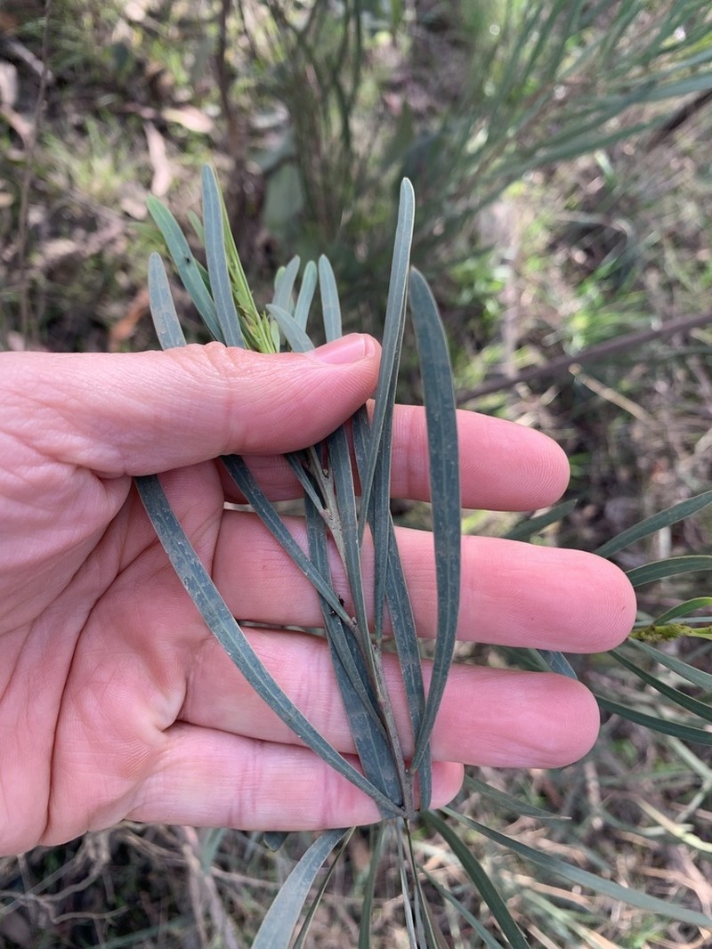 Acacia stricta photo 7
