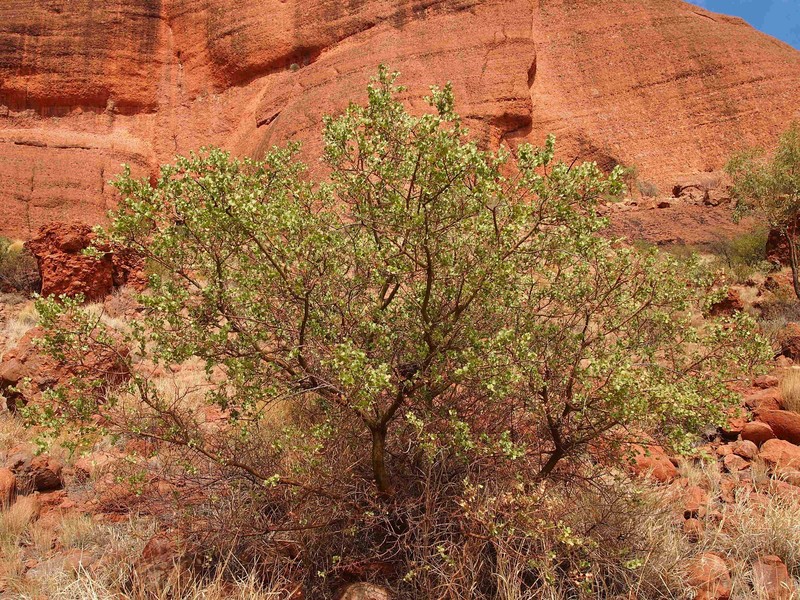 Acacia strongylophylla